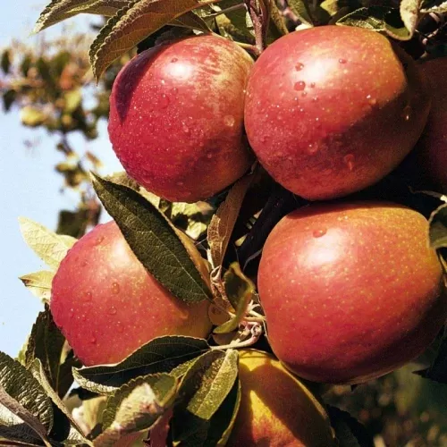 Braeburn